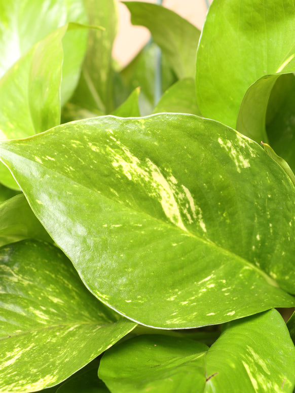 Hanging Pothos