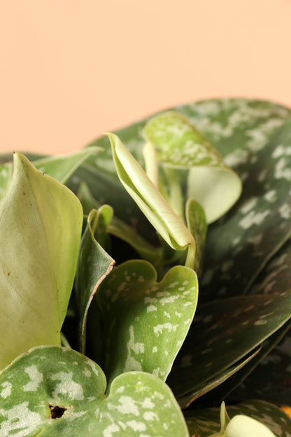 Medium Satin Pothos (Scindapsus pictus)
