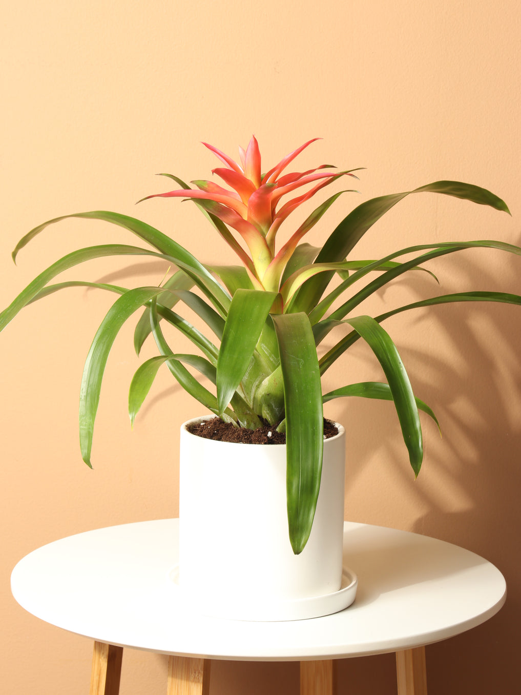 Small Bromeliad Red