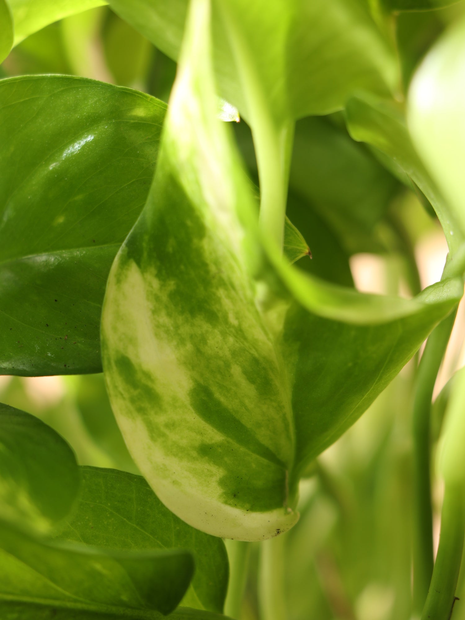 pothos for sale online Buy Hanging Pothos Online | Hanging Indoor Plant