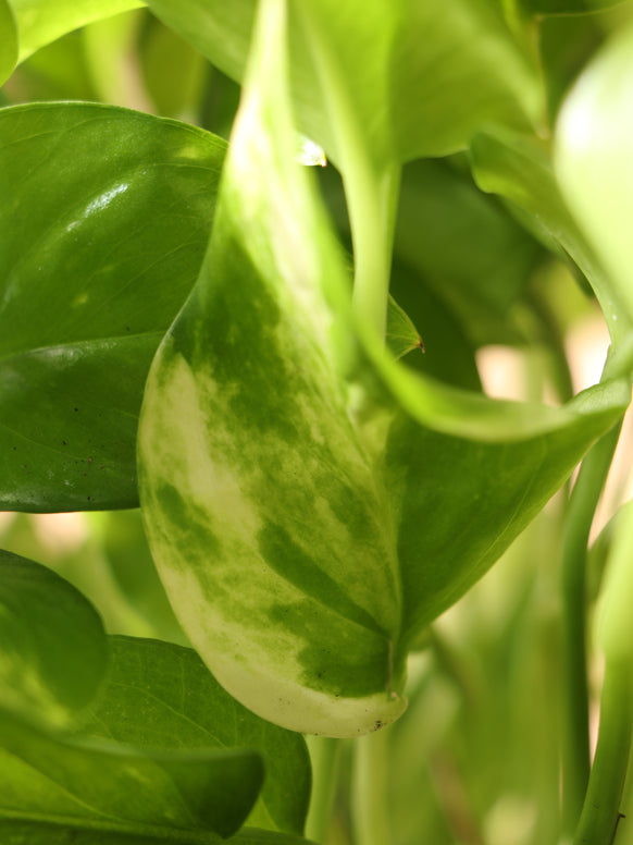 Hanging Pothos