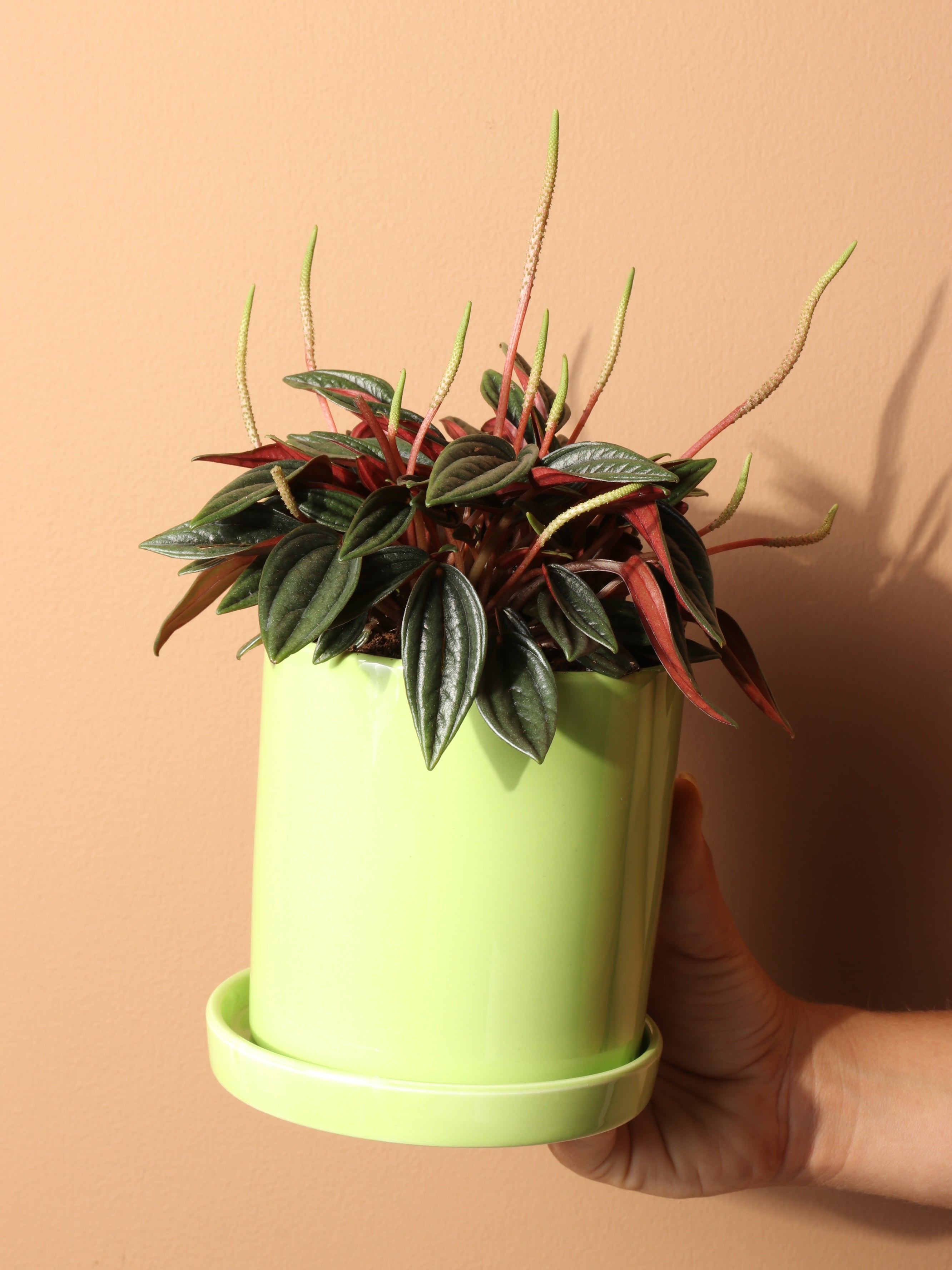 Dahing Plants Peperomia Rosso - Thumbnail 2