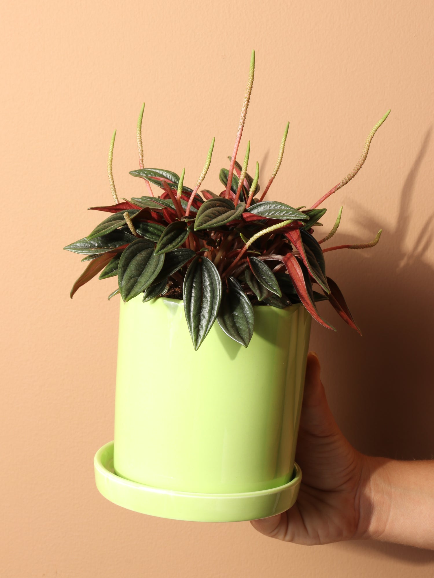 peperomia rosso plant Small Peperomia Rosso