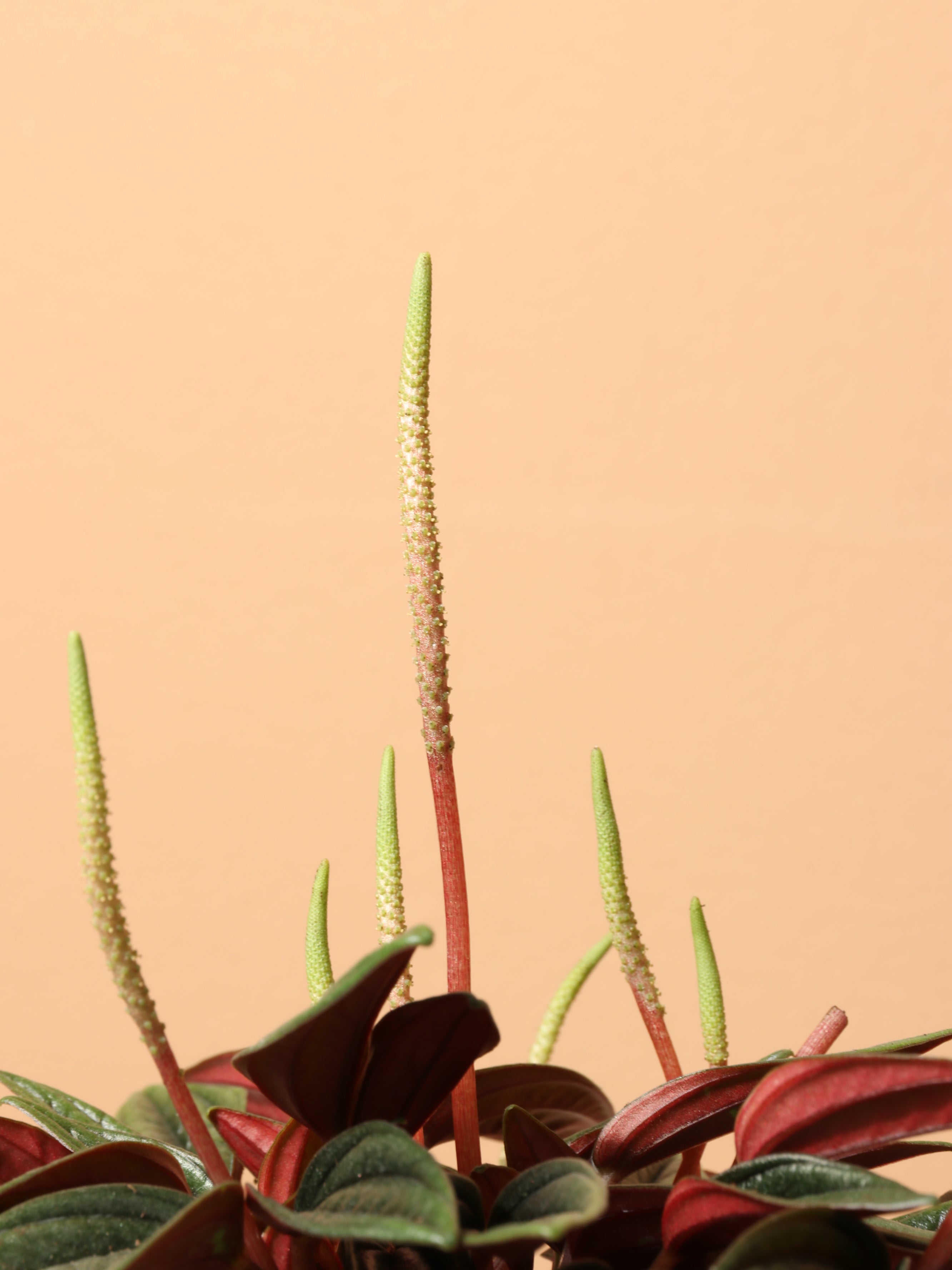 Dahing Plants Peperomia Rosso