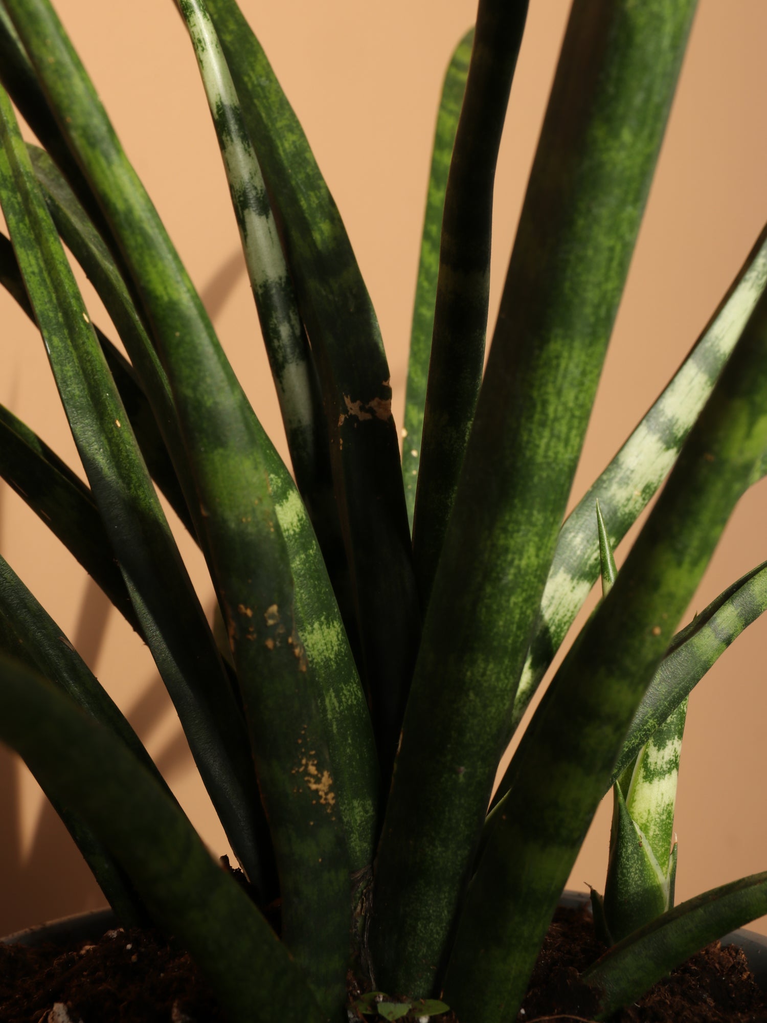 bogenhanf fernwood Sansevieria Fernwood For Sale Including Care Guide Medium / Eco Pot / Coconut
