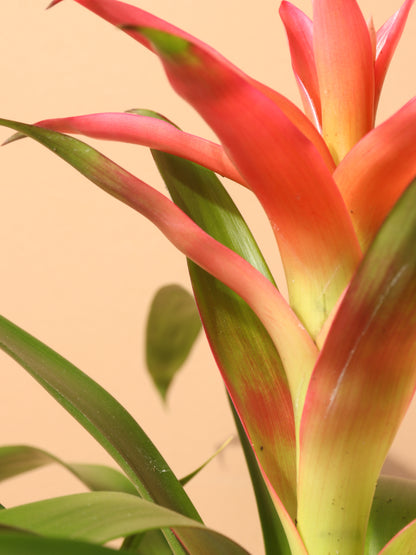 Small Bromeliad Red