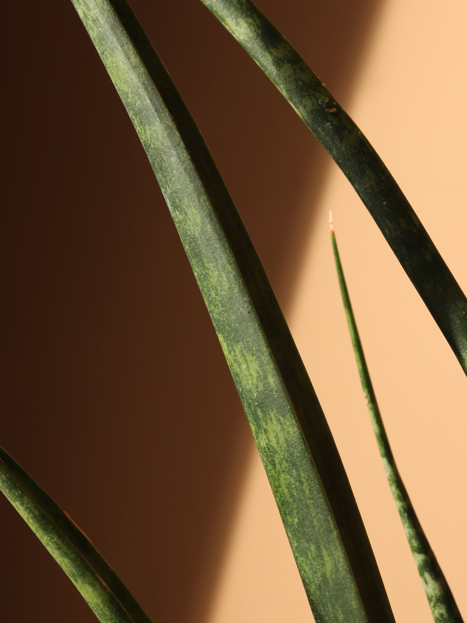 sansevieria fernwood brown tips Buy Sansevieria Fernwood Online | Easy Care Plant