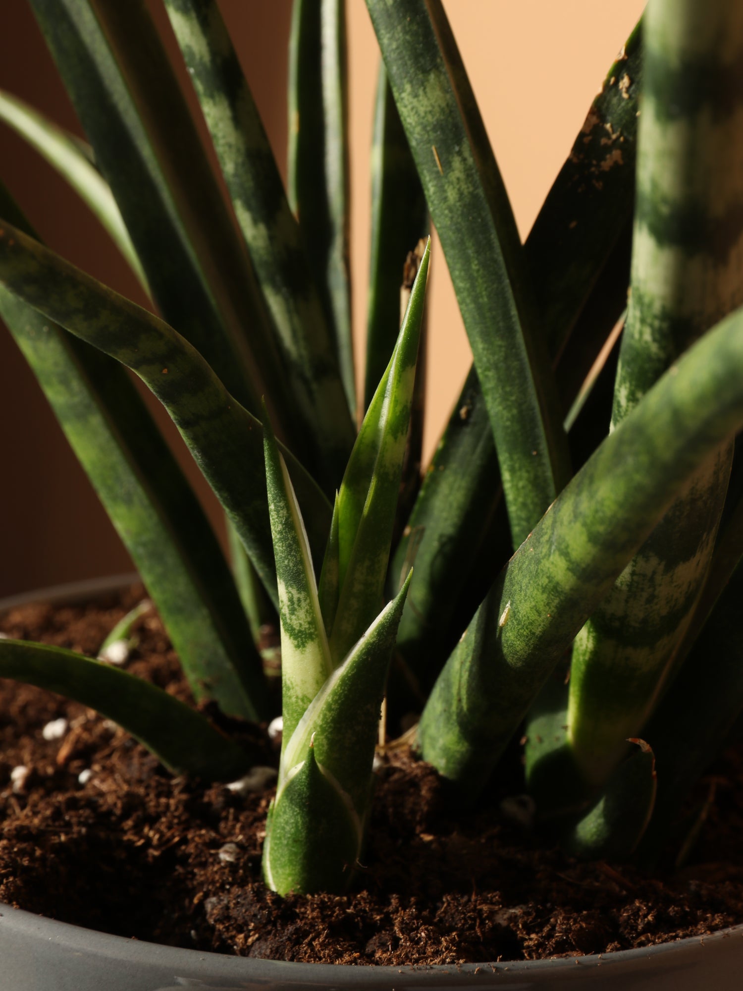 sansevieria cylindrica fernwood Sansevieria Fernwood For Sale Including Care Guide Medium / Eco Pot / Coconut
