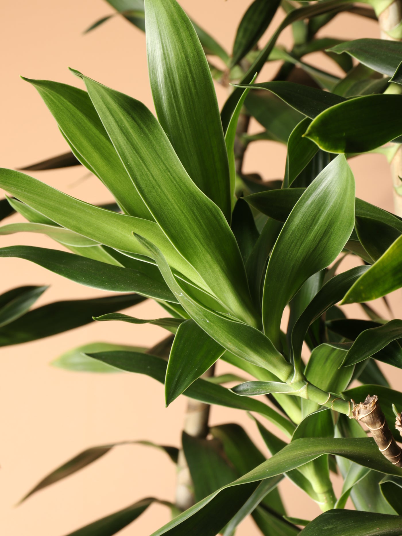 Huge Dracaena 'Reflexa'