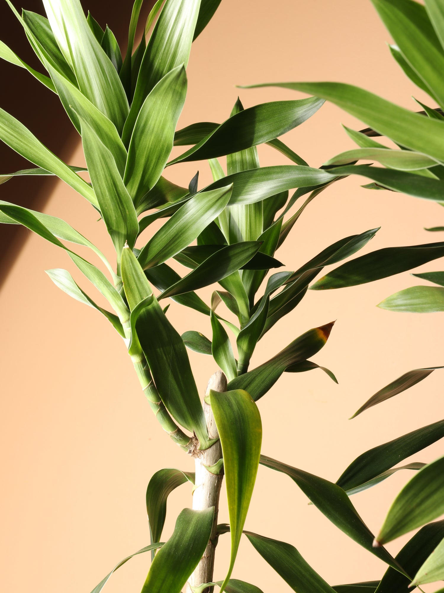 dracaena reflexa for sale Huge Dracaena 'Reflexa'