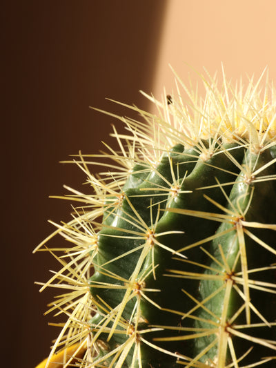 Medium Golden Barrel Cactus