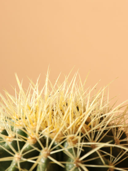 Medium Golden Barrel Cactus