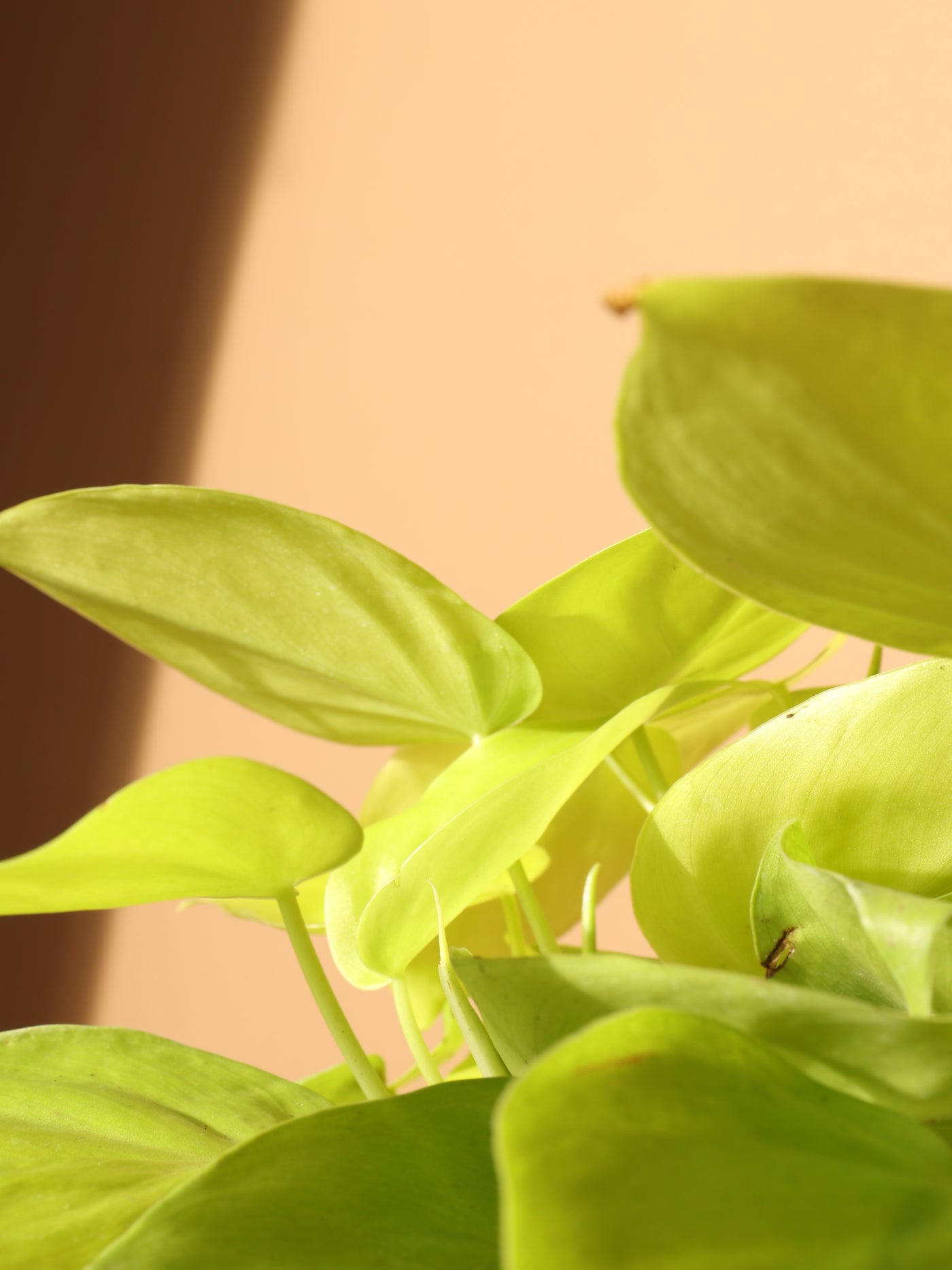 Medium Neon Philodendron