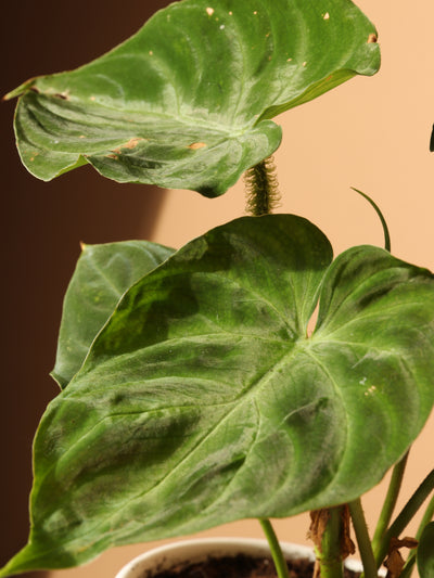 Small Philodendron Verrucosum