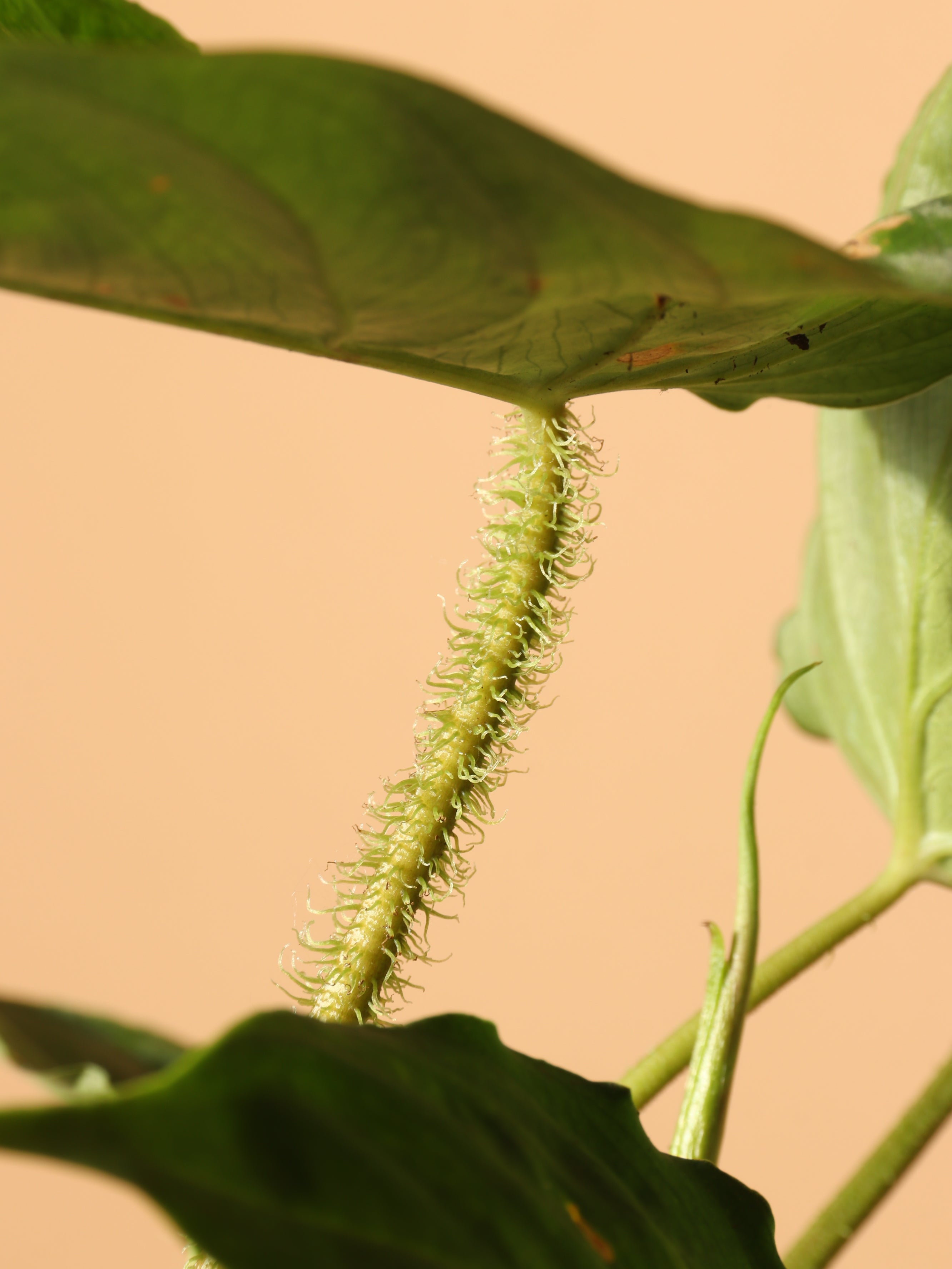 Small Philodendron Verrucosum