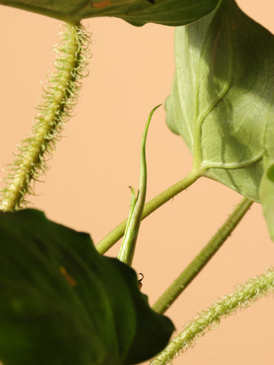 Small Philodendron Verrucosum