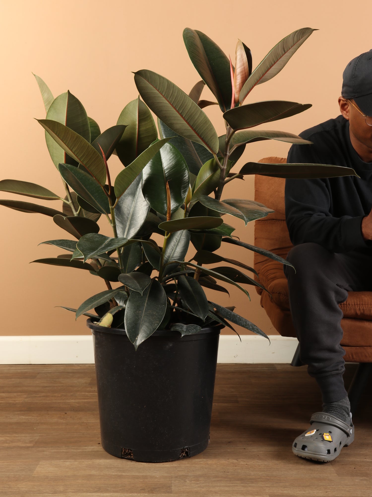 Full Size Rubber Tree Bush