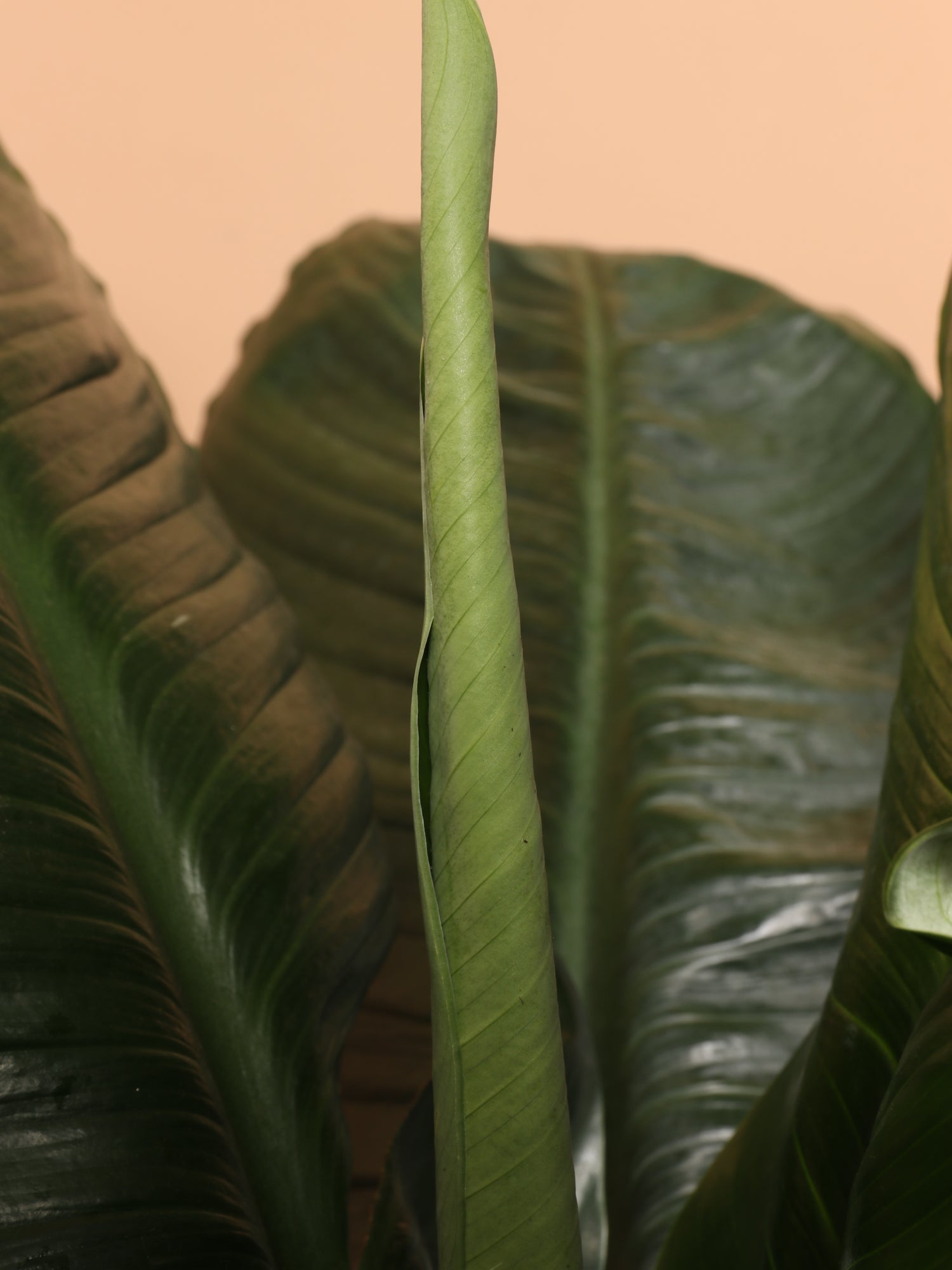 bird of paradise vs peace lily 6-8ft Sensation Peace Lily – Dahing Plants
