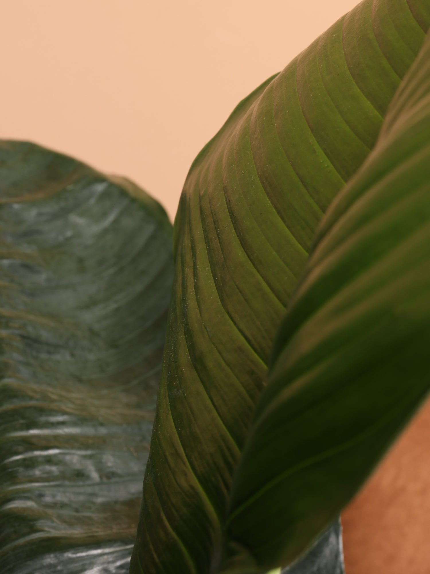 peace lily large leaves 6-8ft Sensation Peace Lily – Dahing Plants