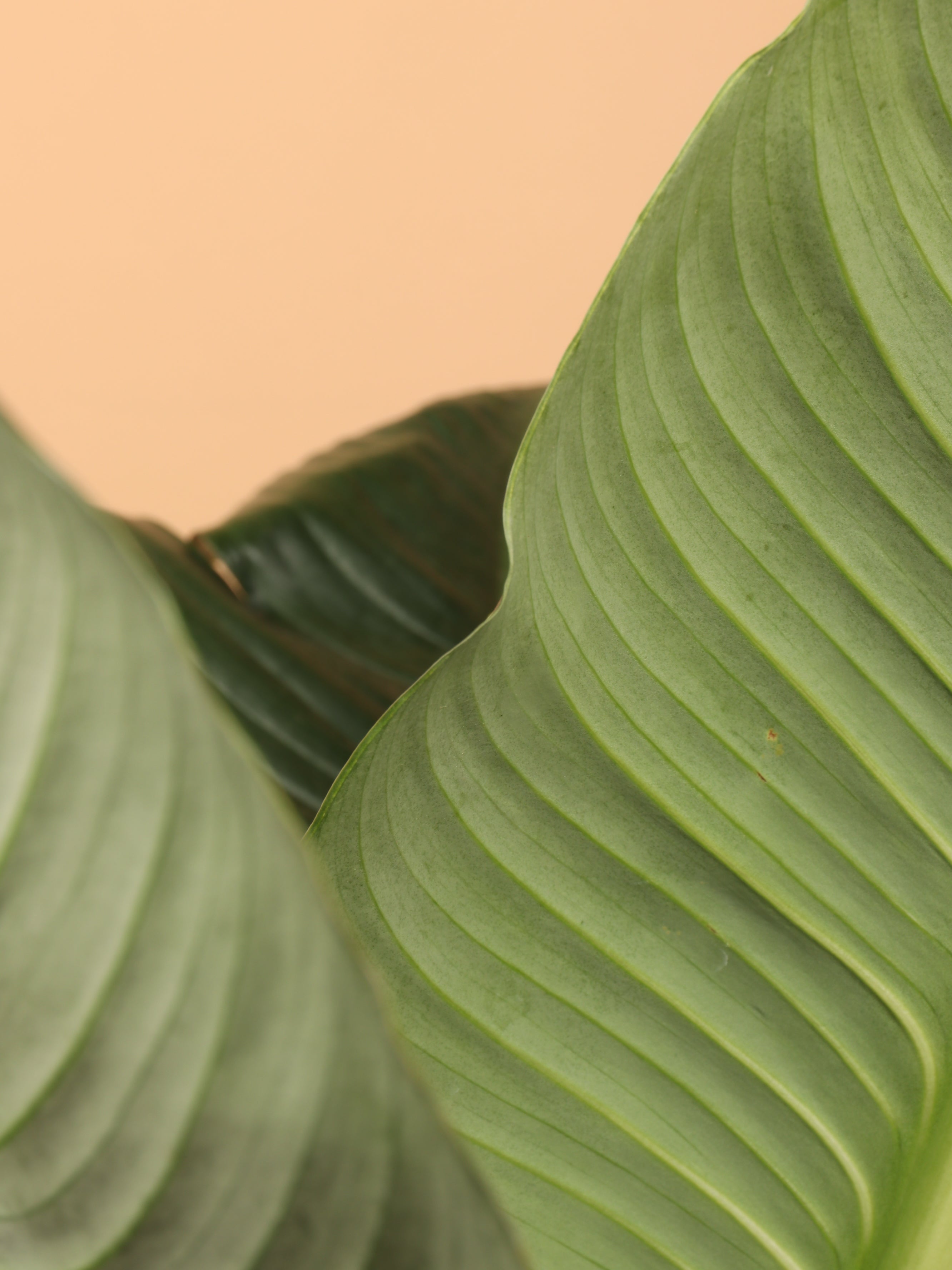 6-8ft Sensation Peace Lily – Dahing Plants
