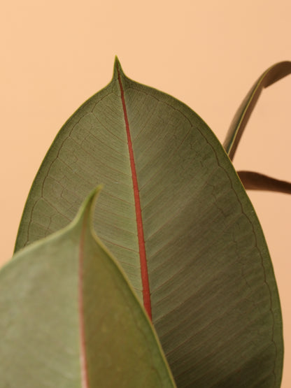 Full Size Rubber Tree Bush