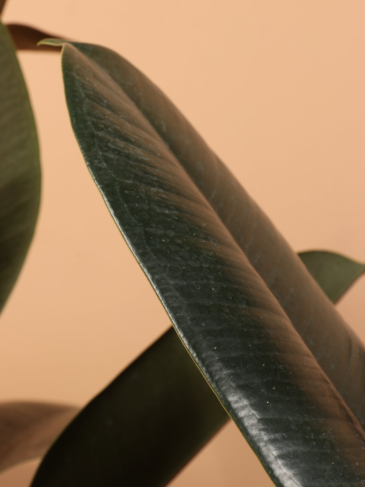 6-8ft Rubber Tree Bush – Dahing Plants