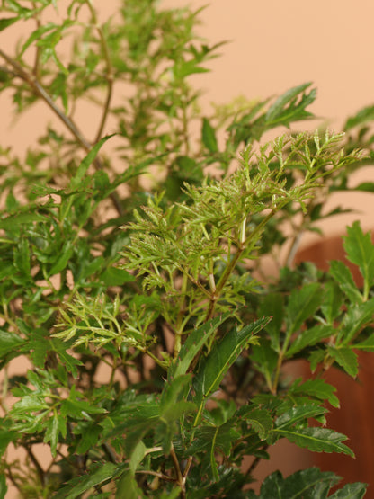 Large Ming Aralia (short)