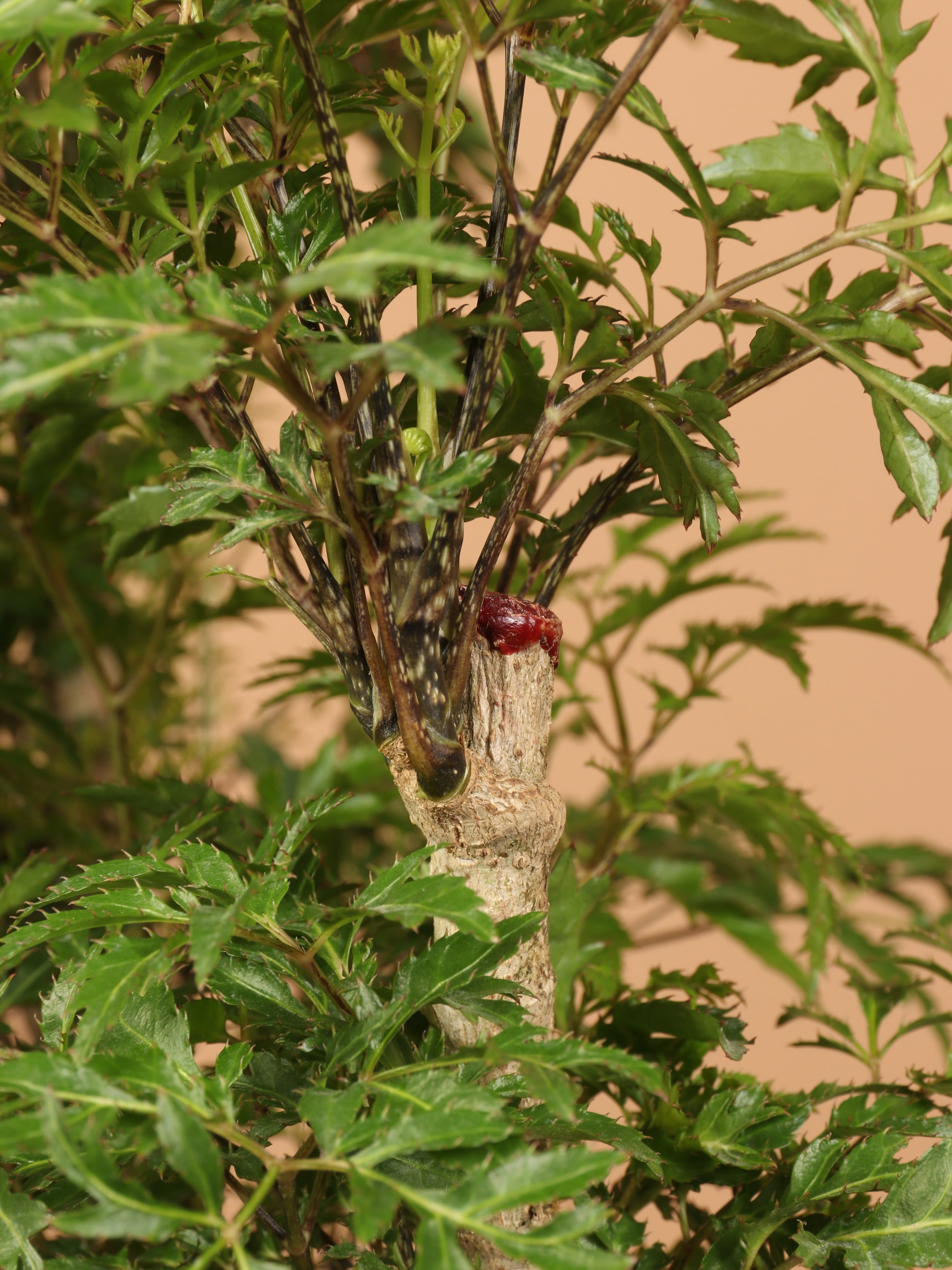 Large Ming Aralia (short)