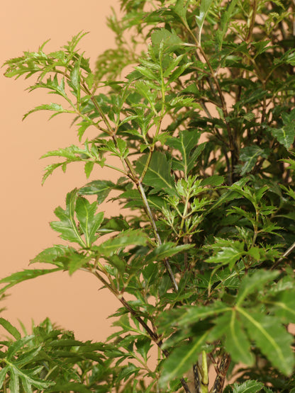 Large Ming Aralia (short)