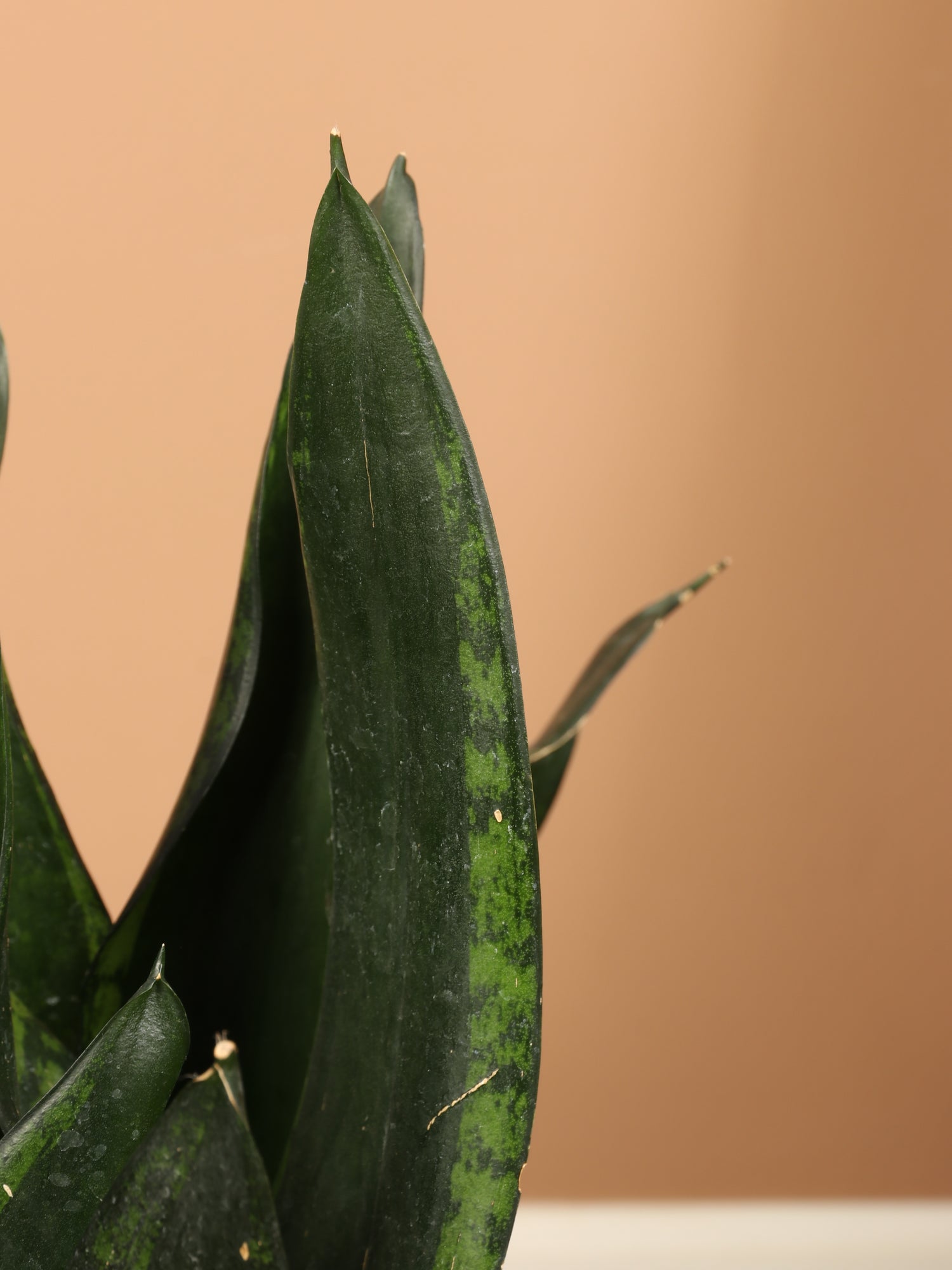 sansevieria hahnii loops pride 3-5 FT Snake Plant Whitney – Dahing Plants