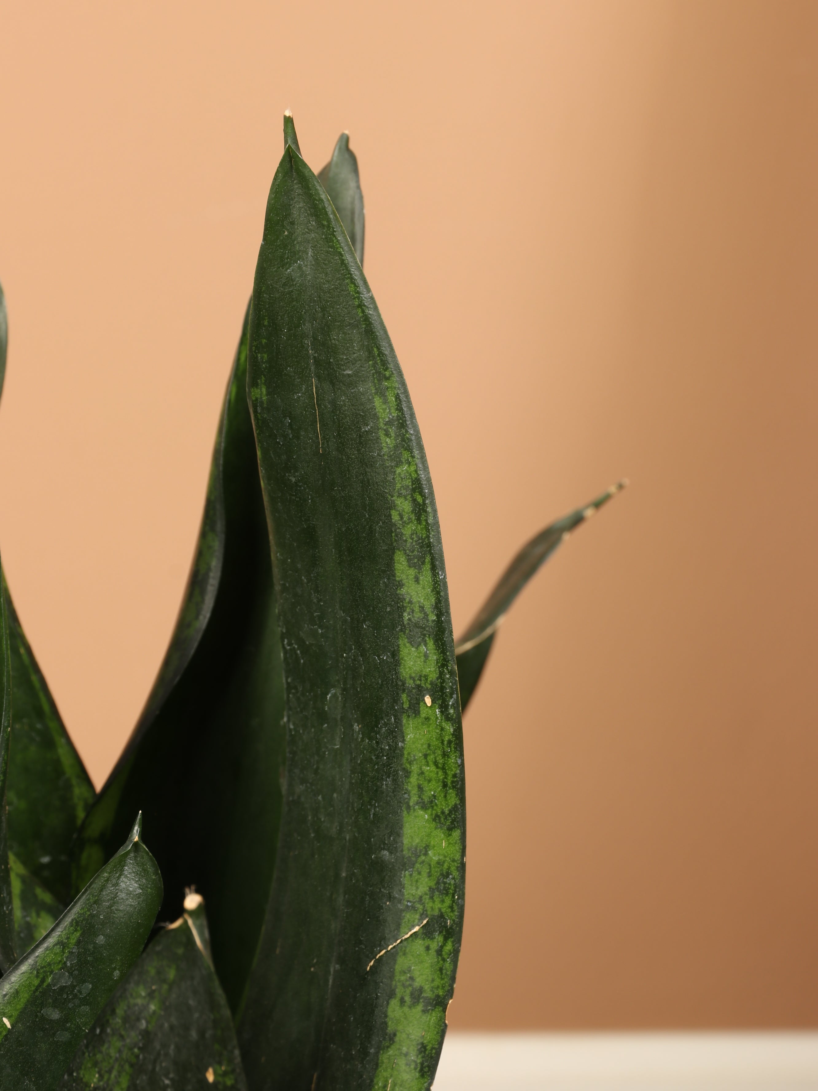 sansevieria whitney height 3-5 FT Snake Plant Whitney – Dahing Plants