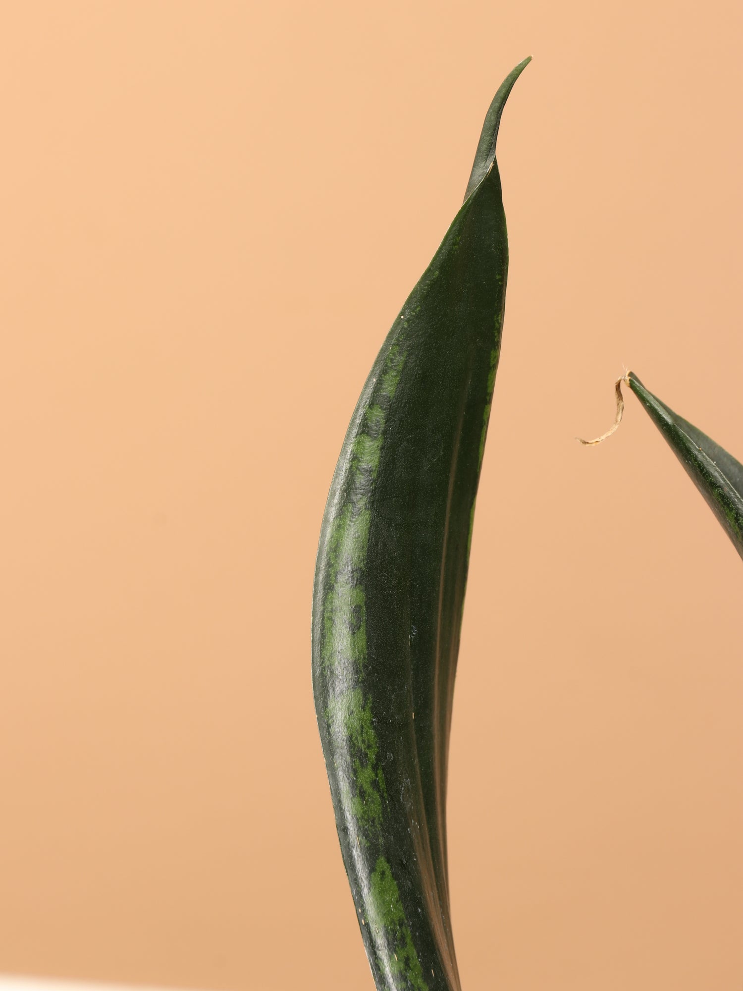 whitney snake plant for sale 3-5 FT Snake Plant Whitney – Dahing Plants