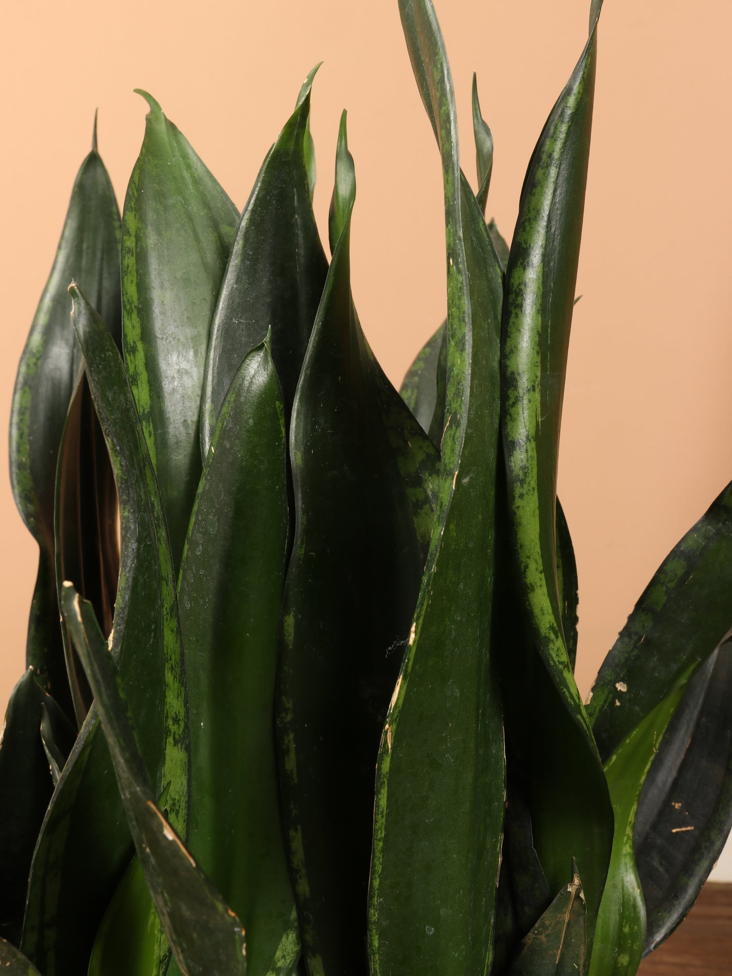 3-5 FT Snake Plant Whitney – Dahing Plants