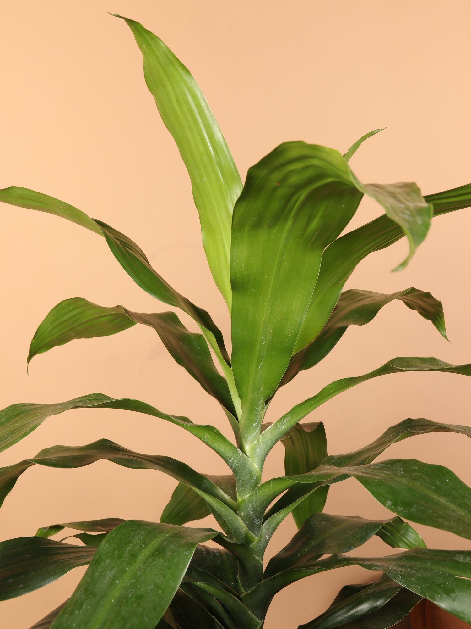 3-5 FT Dracaena 'Janet Craig' Cane – Dahing Plants