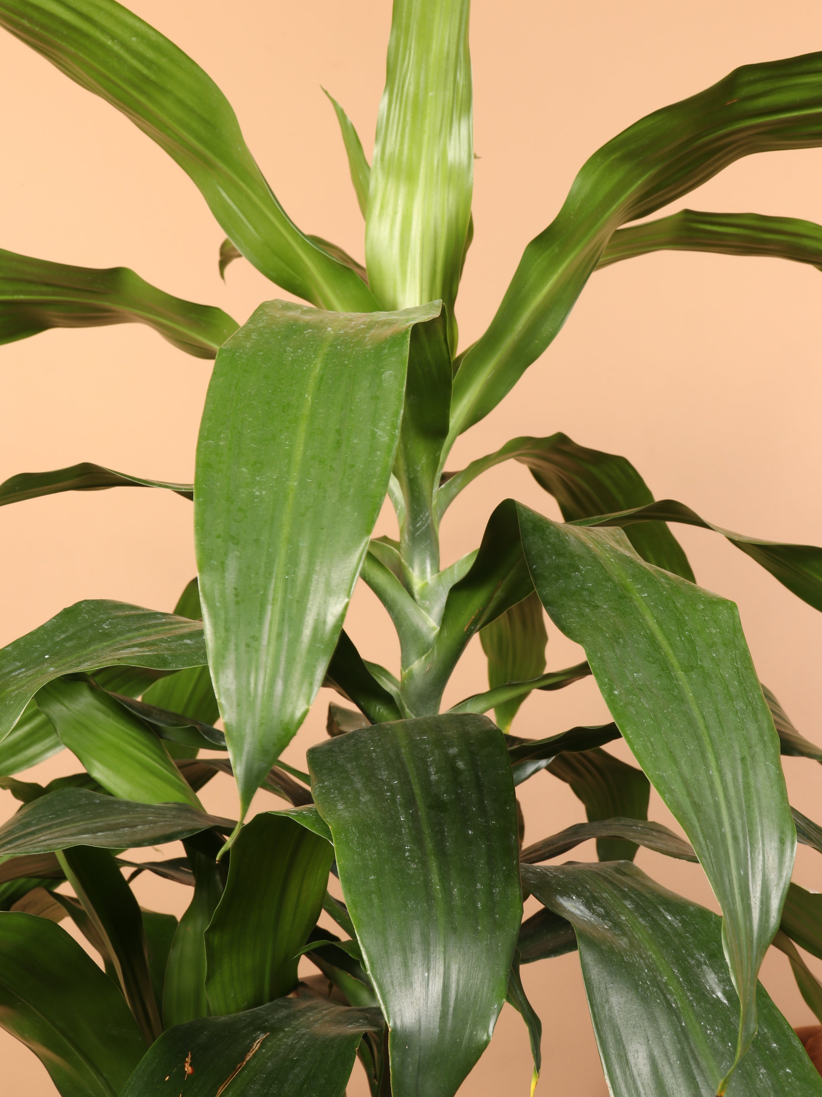 Large Dracaena 'Janet Craig' Cane