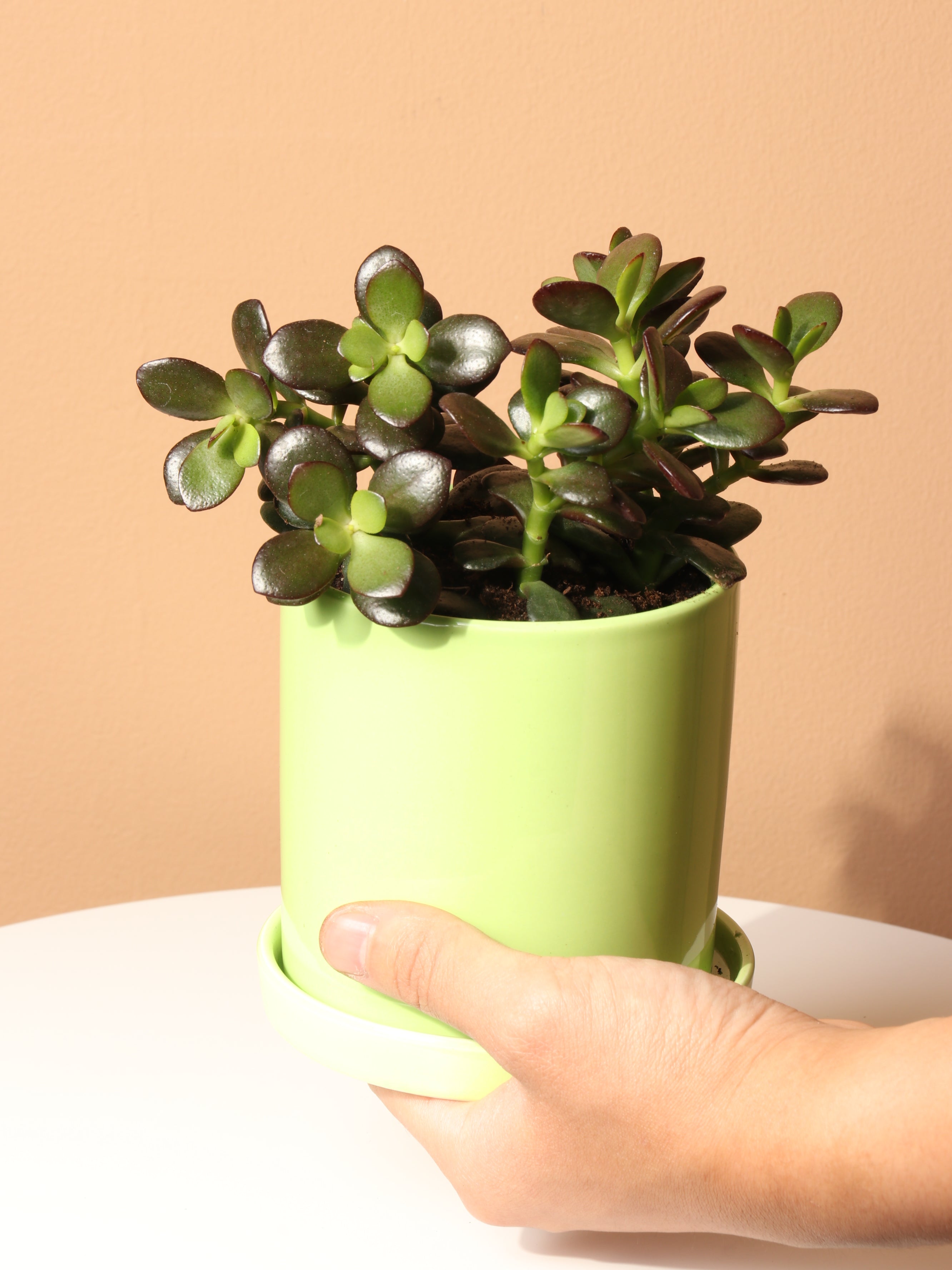 Small Jade Plant
