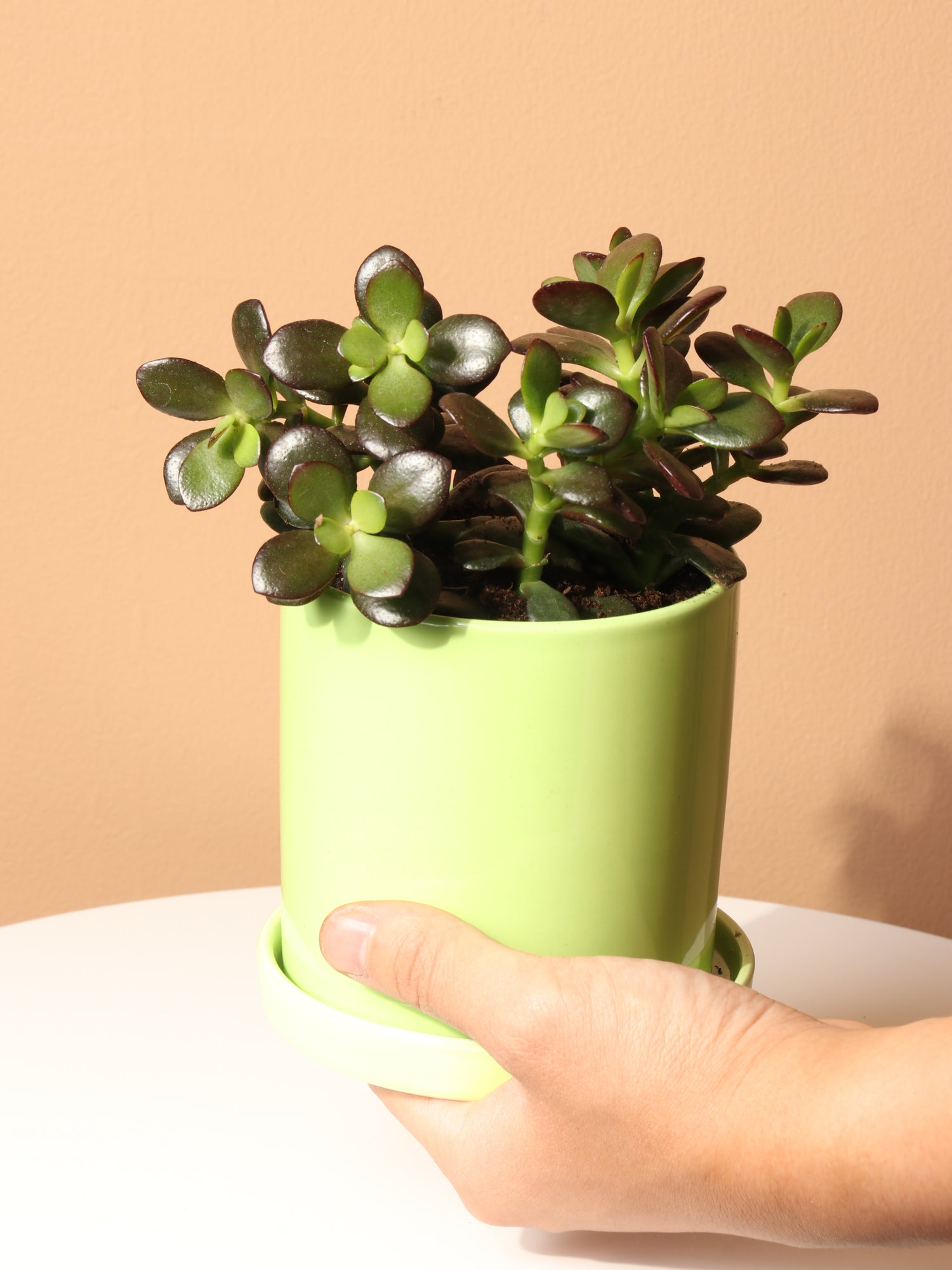 jade plant shop Small Jade Plant
