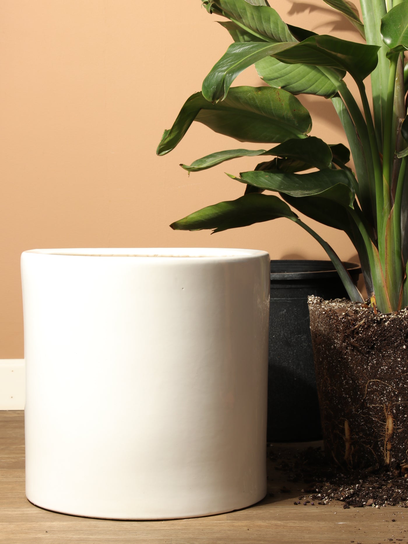 Cylinderica | Fits: 4", 5", 6" Plants