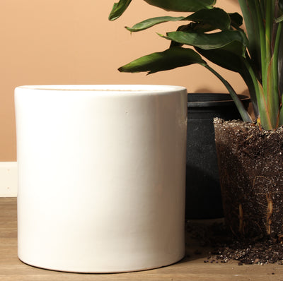 Cylinderica | Fits: 4", 5", 6" Plants