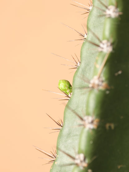 Full Size Peruvian Cactus