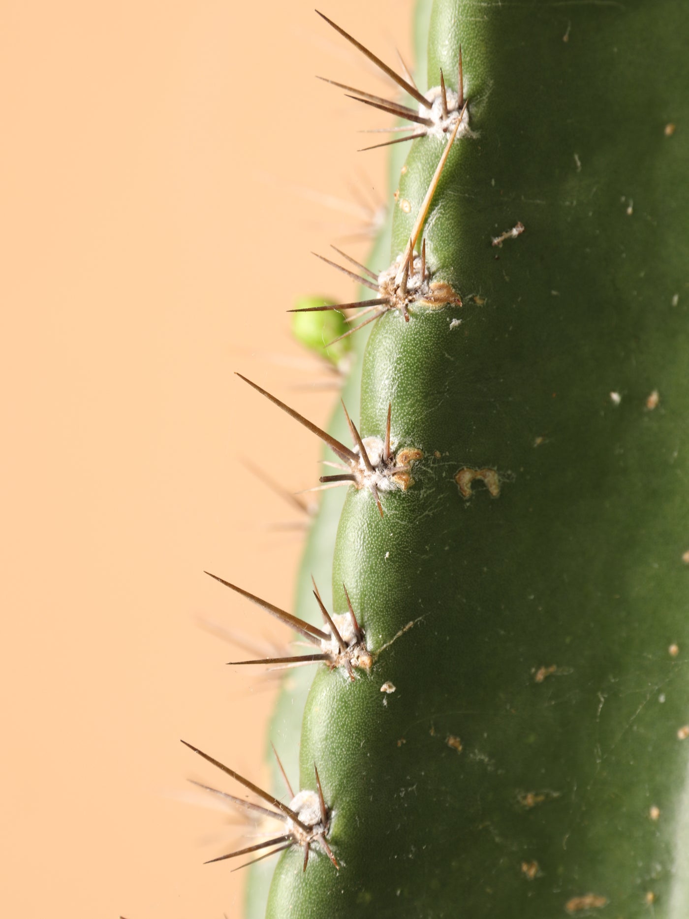 Full Size Peruvian Cactus