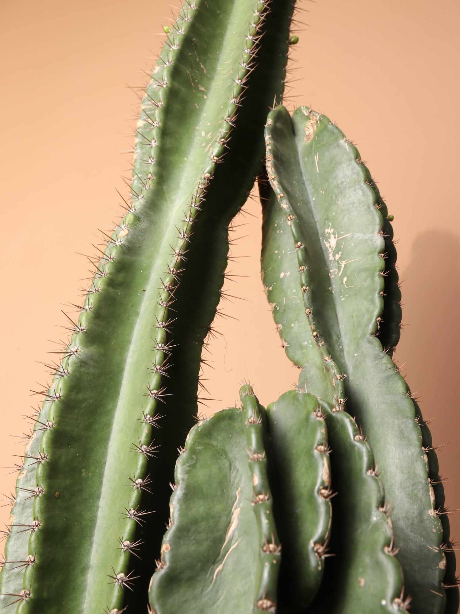 Full Size Peruvian Cactus