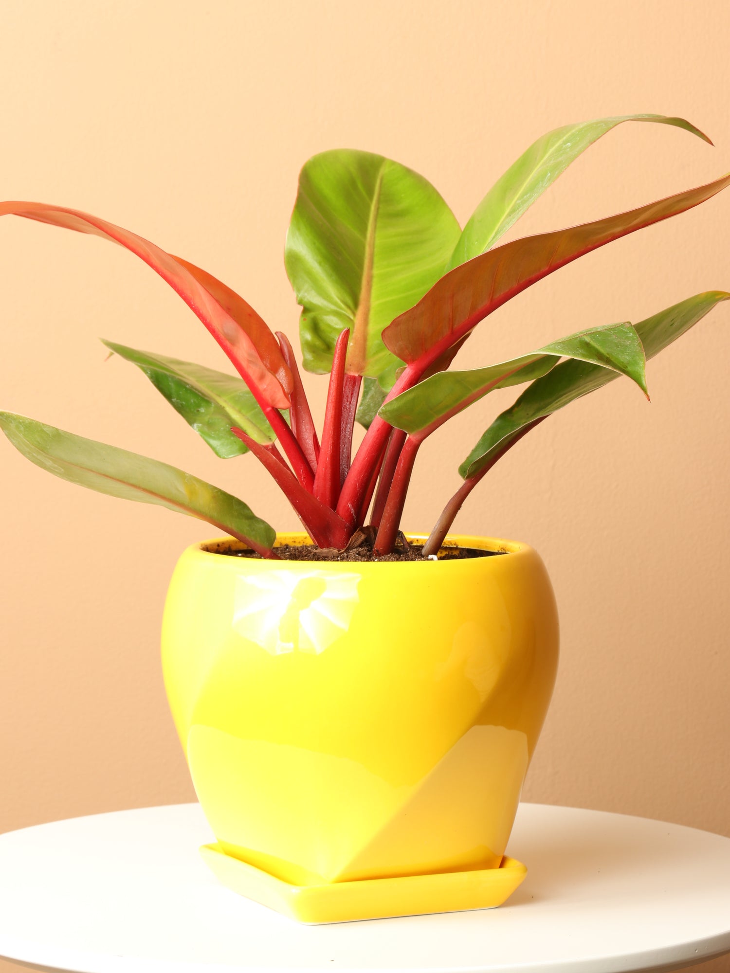 Medium Philodendron &