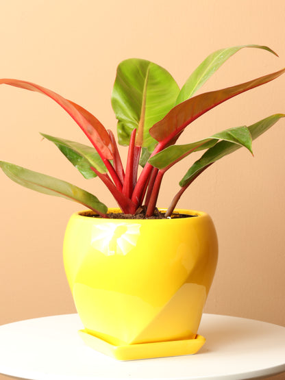 Medium Philodendron &