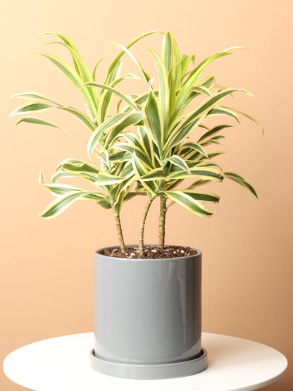 dracaena song of india care Buy Dracaena 'Song of India' Online | House Plant