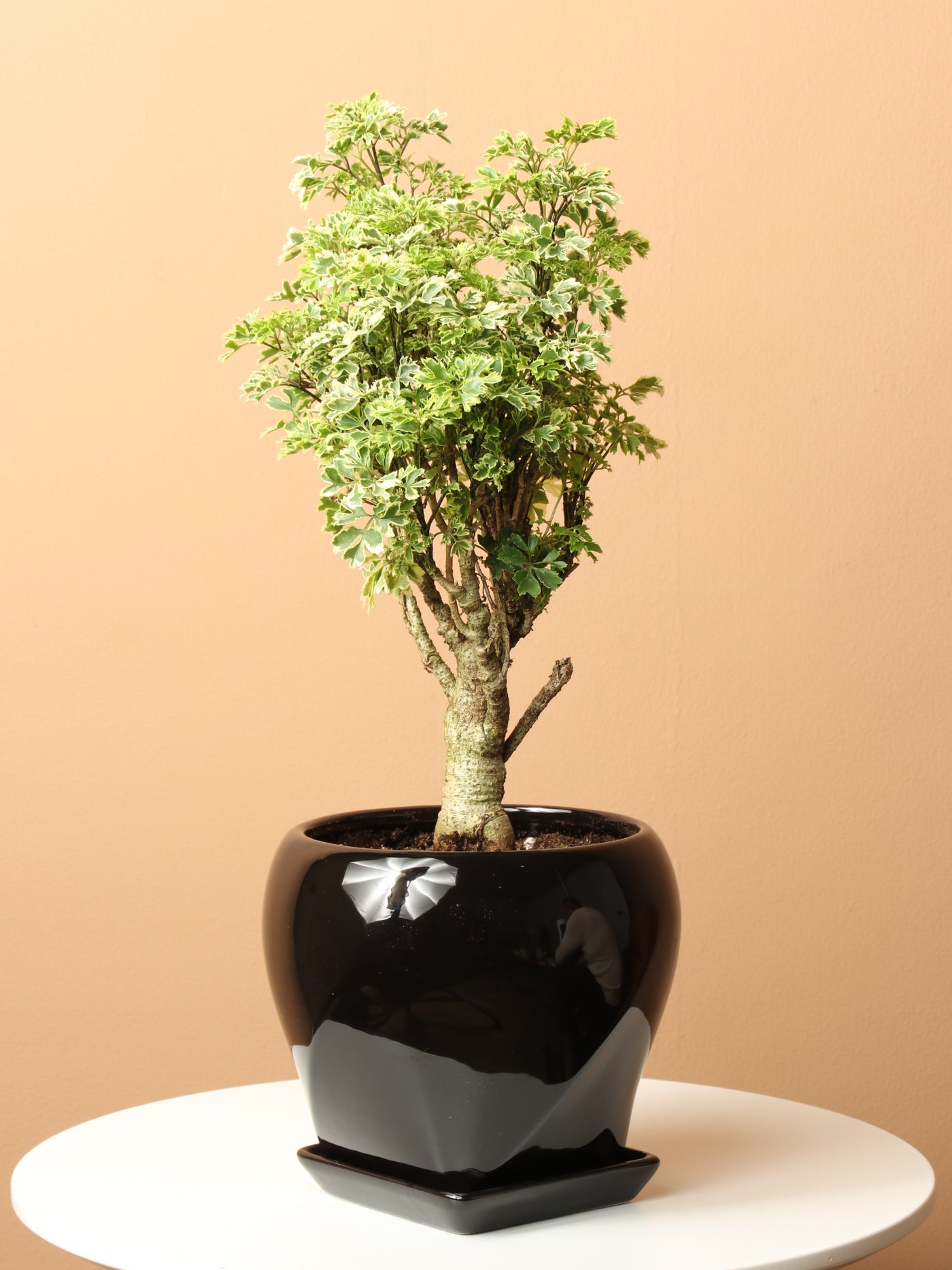 Medium Ming Aralia 'Snowflake'