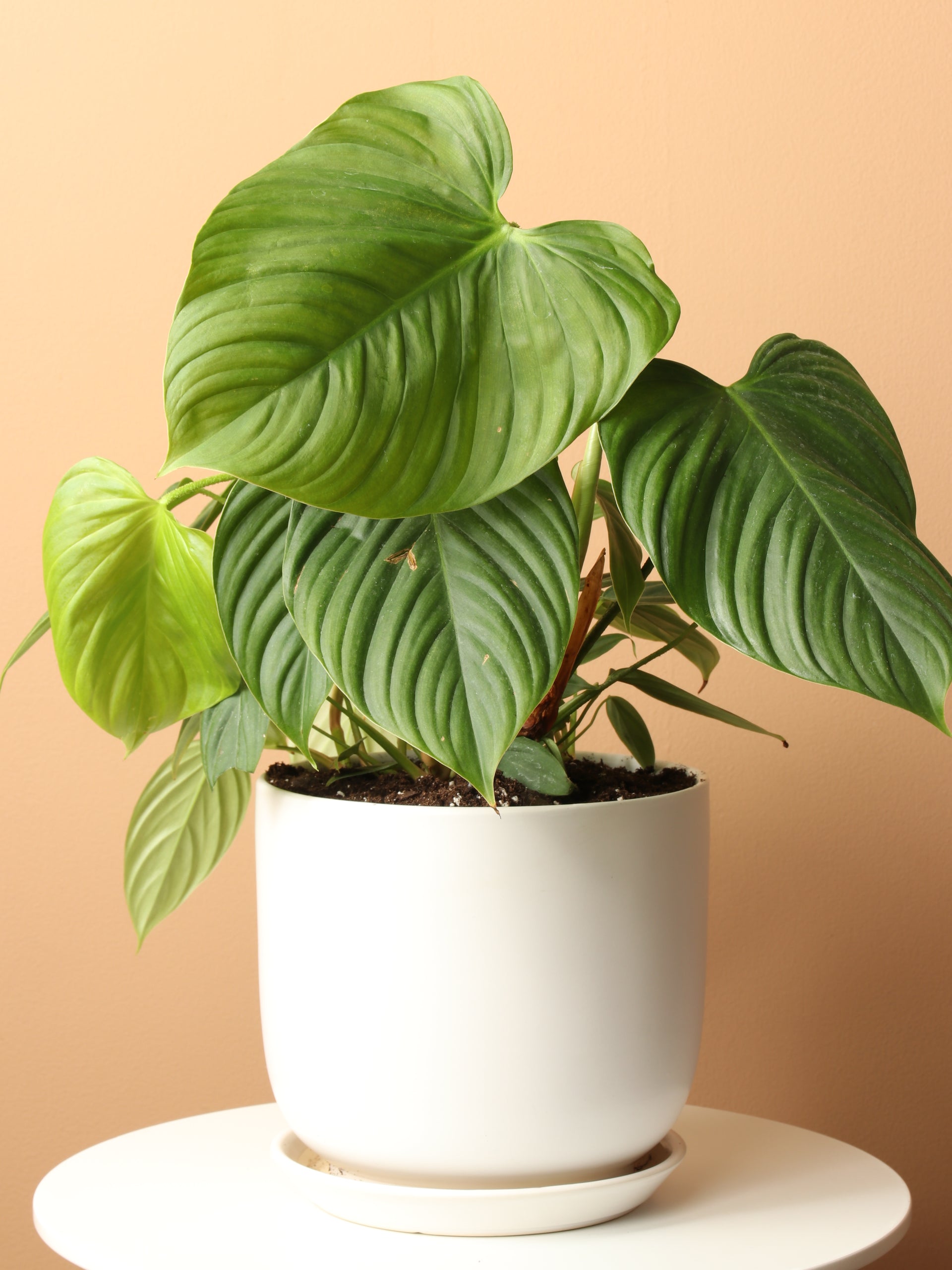 Medium Philodendron 'Fuzzy Petiole' – Dahing Plants