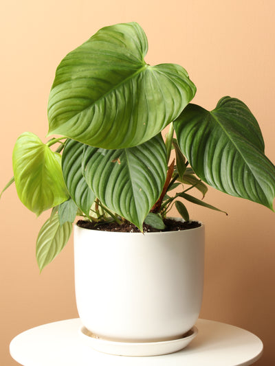 Medium Philodendron 'Fuzzy Petiole'