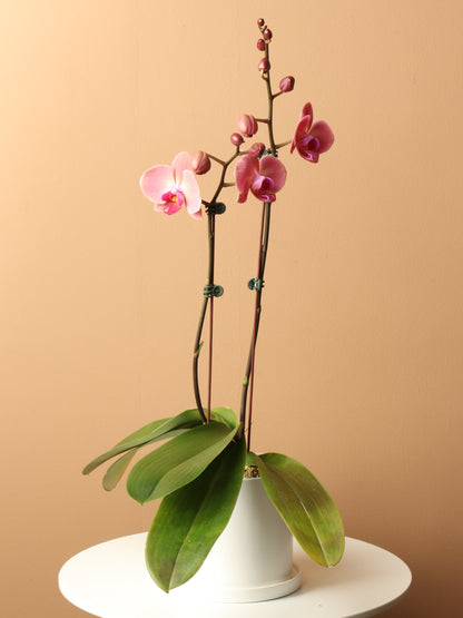 Small Pink Orchid Double Stalks