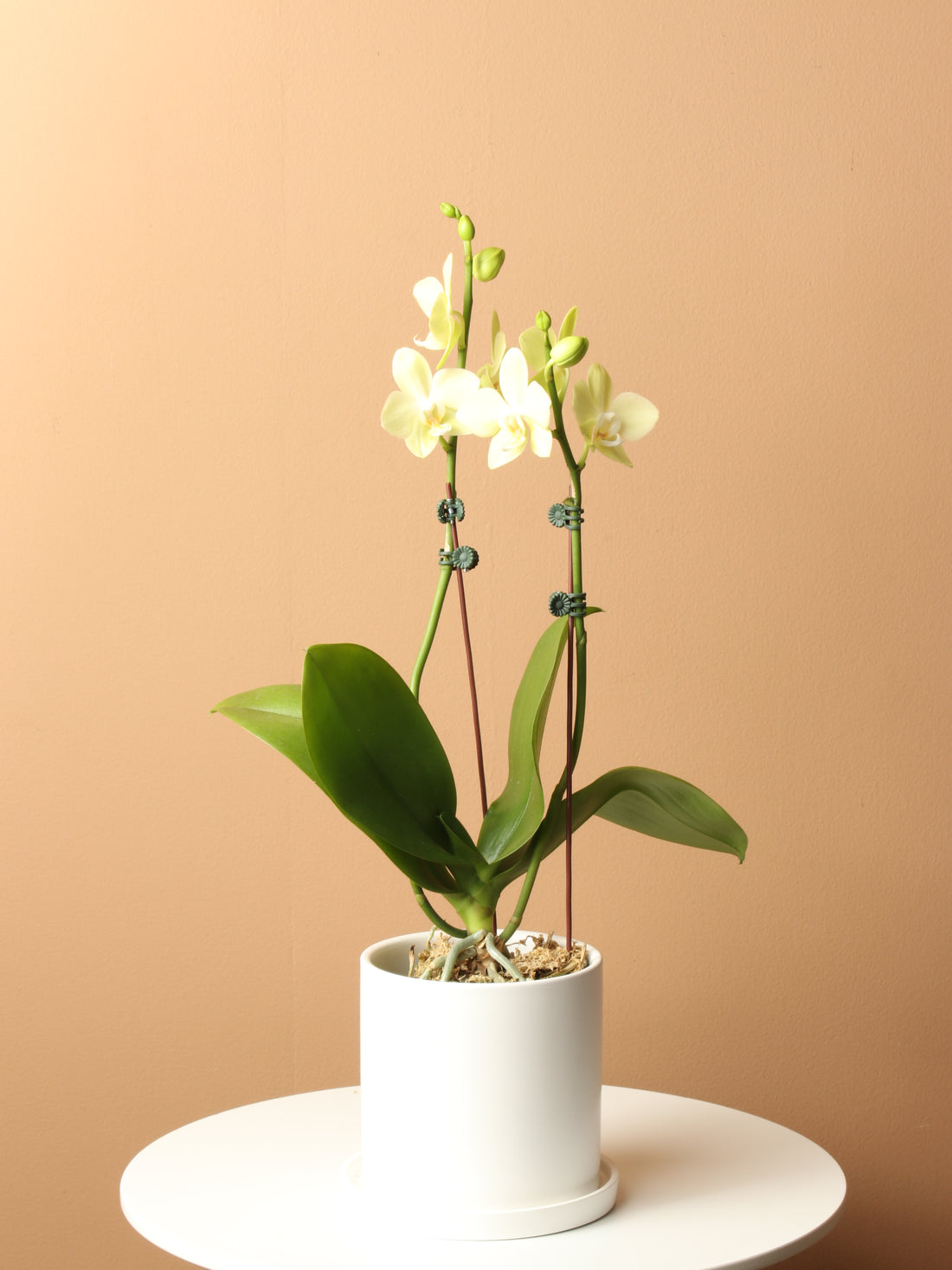 Small Green Orchid Double Stalks